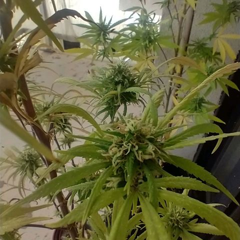 Indi growlog timeline photo