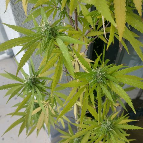 Sati growlog timeline photo