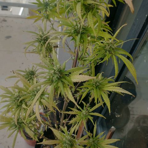 Indi growlog timeline photo