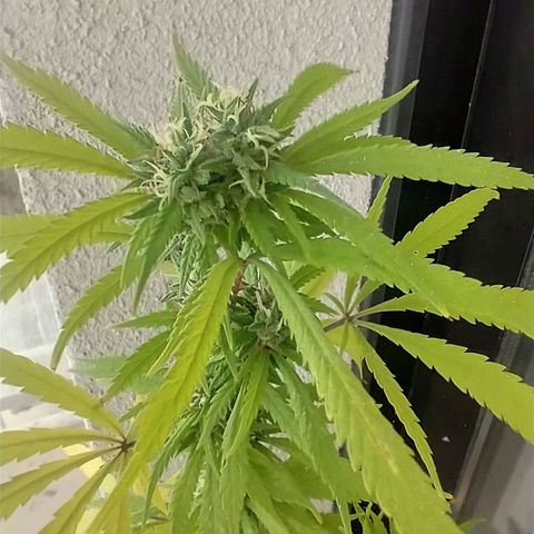 Sati growlog timeline photo