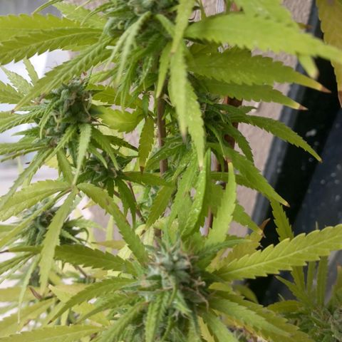 Sati growlog timeline photo