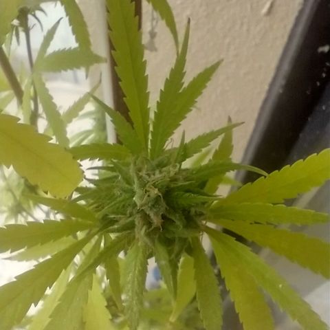 Sati growlog timeline photo