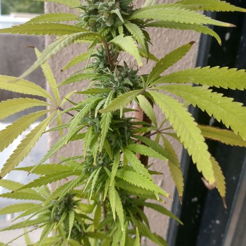 Sati growlog timeline photo
