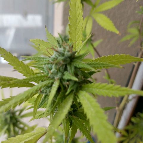 Sati growlog timeline photo