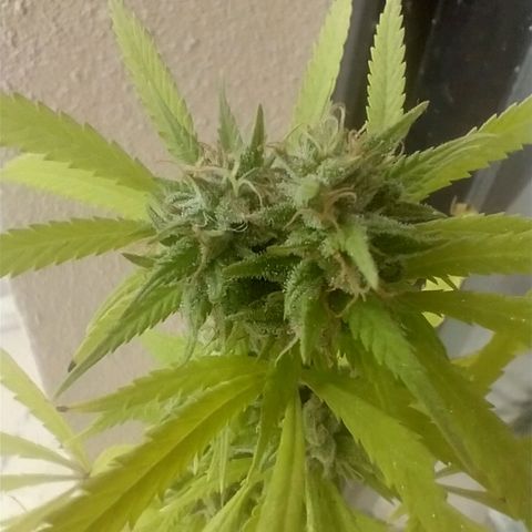 Sati growlog timeline photo