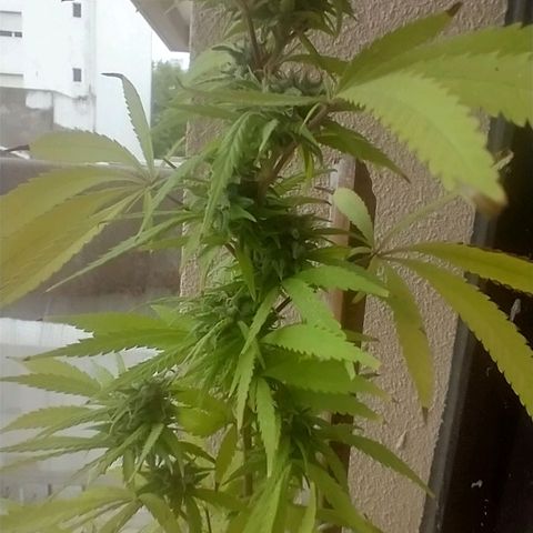 Sati growlog timeline photo