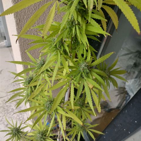 Sati growlog timeline photo