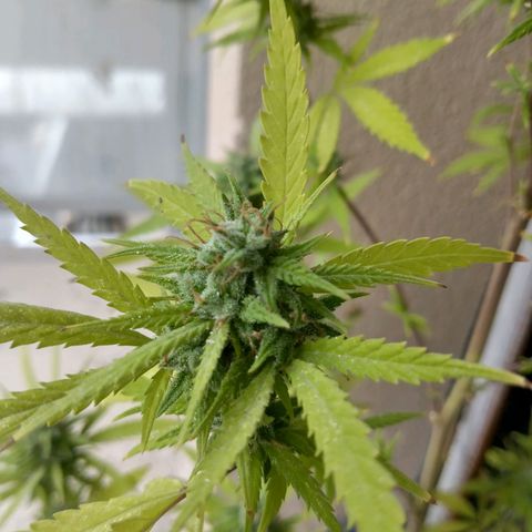 Sati growlog timeline photo