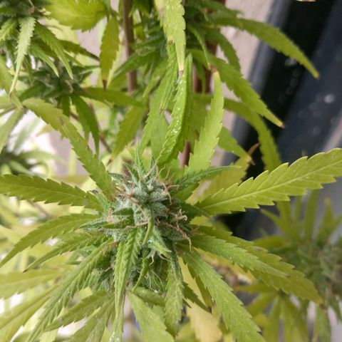 Sati growlog timeline photo