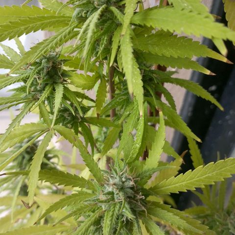 Sati growlog timeline photo
