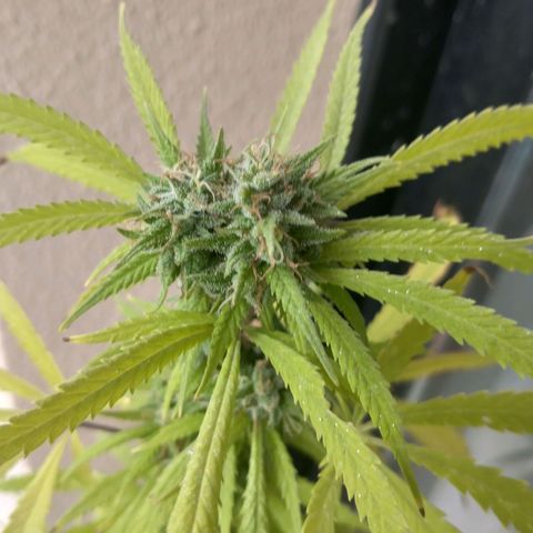 Sati growlog timeline photo