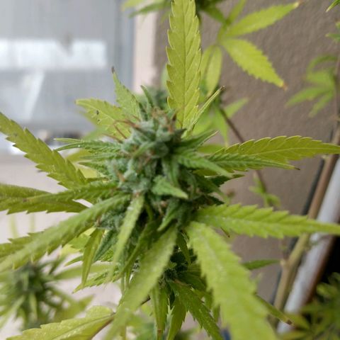 Sati growlog timeline photo