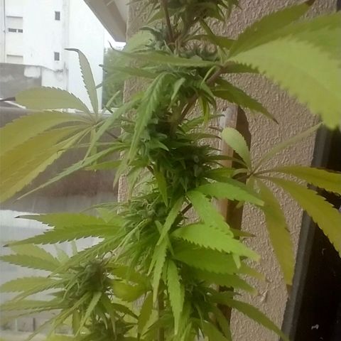Sati growlog timeline photo
