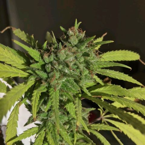 Sati growlog timeline photo
