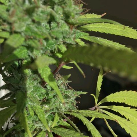 Sati growlog timeline photo