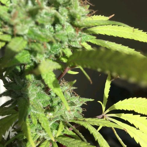 Sati growlog timeline photo