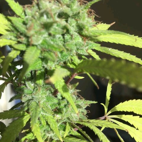 Sati growlog timeline photo
