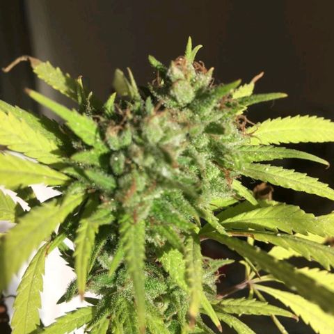 Sati growlog timeline photo