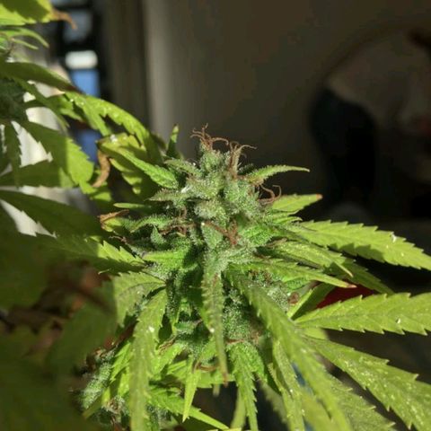 Sati growlog timeline photo