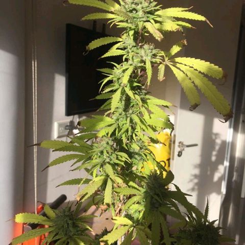 Sati growlog timeline photo