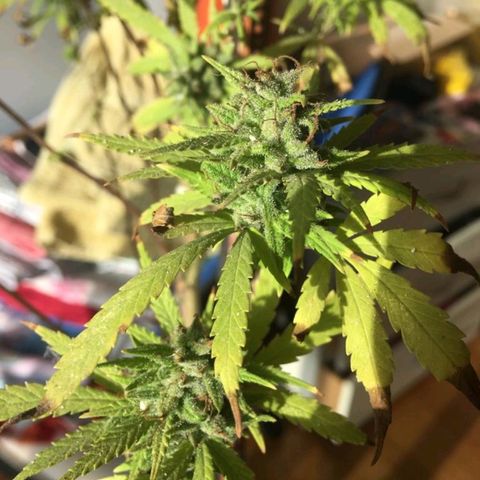 Sati growlog timeline photo