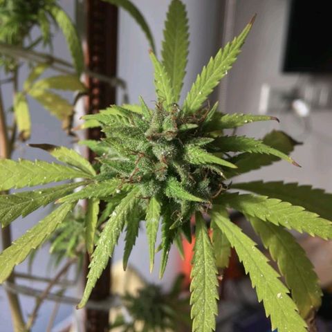 Sati growlog timeline photo