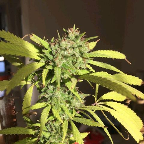 Sati growlog timeline photo