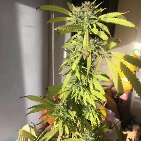 Sati growlog timeline photo