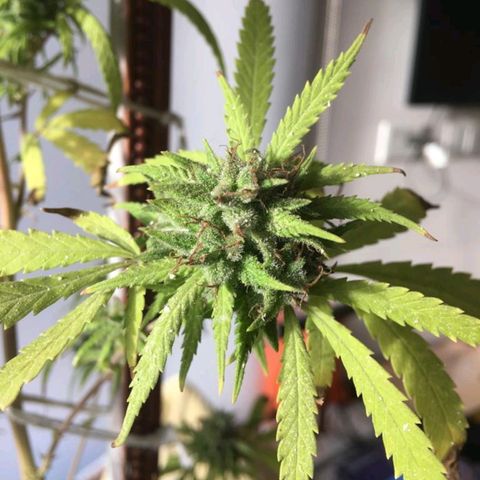 Sati growlog timeline photo
