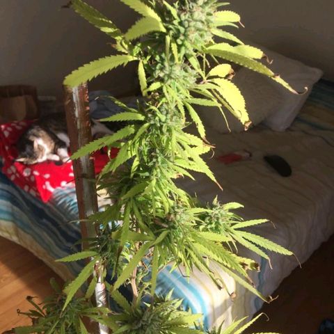 Sati growlog timeline photo