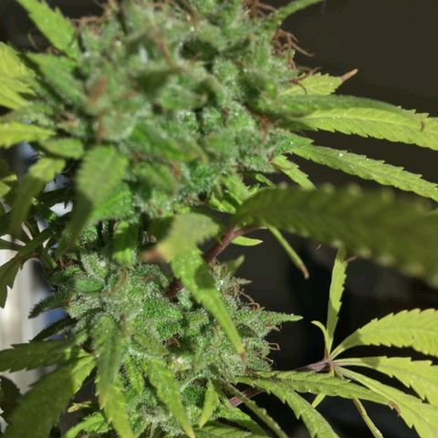 Sati growlog timeline photo