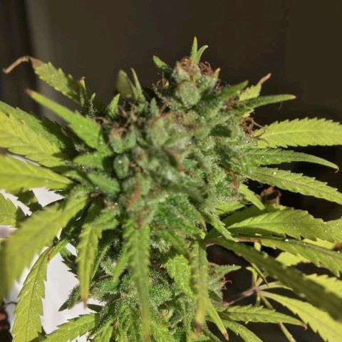 Sati growlog timeline photo
