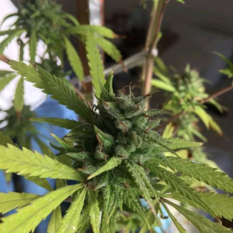 Sati growlog timeline photo