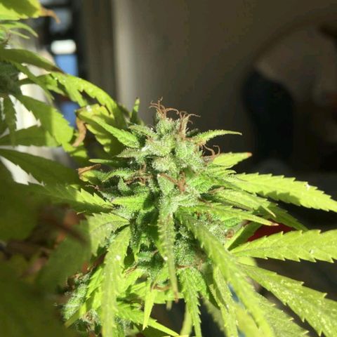Sati growlog timeline photo