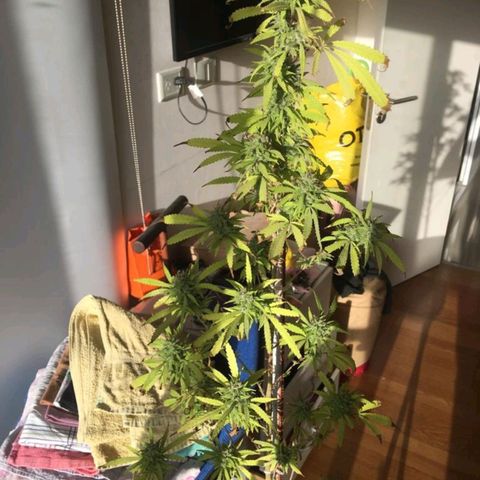 Sati growlog timeline photo