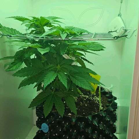 Hans Hanf growlog timeline photo