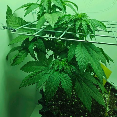 Hans Hanf growlog timeline photo