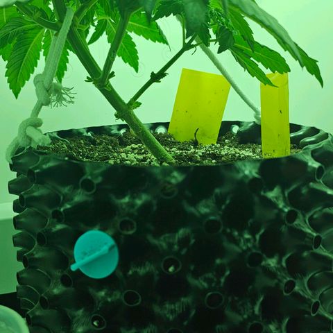 Hans Hanf growlog timeline photo
