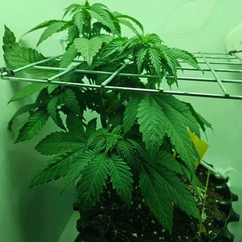 Hans Hanf growlog timeline photo