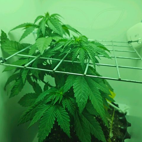 Hans Hanf growlog timeline photo