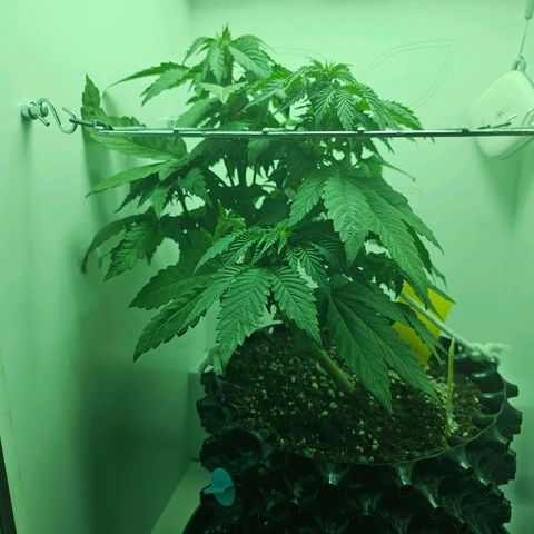 Hans Hanf growlog timeline photo