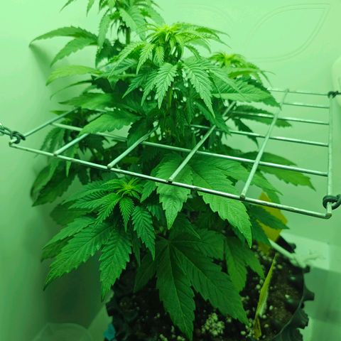 Hans Hanf growlog timeline photo