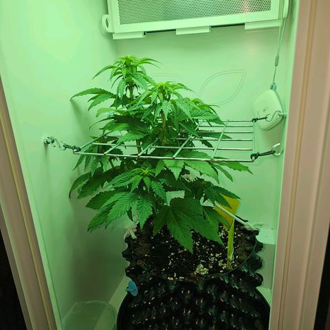 Hans Hanf growlog timeline photo