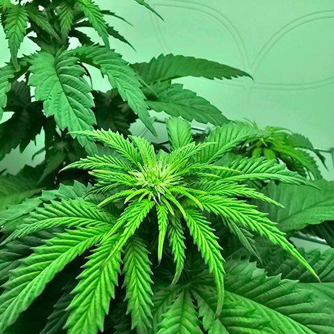 Hans Hanf growlog timeline photo