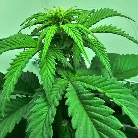 Hans Hanf growlog timeline photo