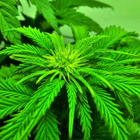 Hans Hanf growlog timeline photo