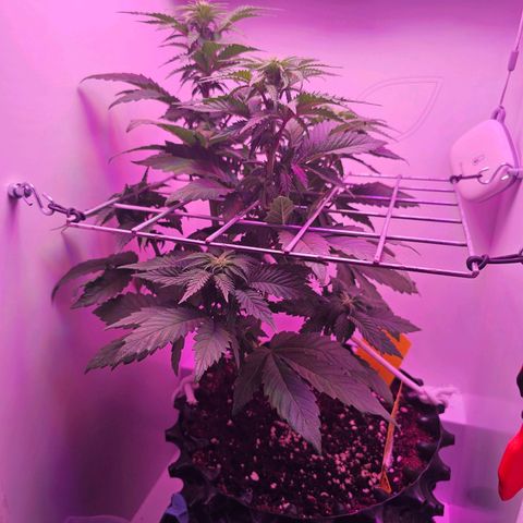 Hans Hanf growlog timeline photo