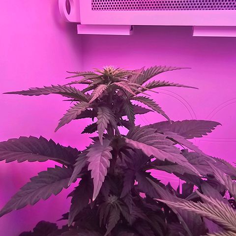 Hans Hanf growlog timeline photo