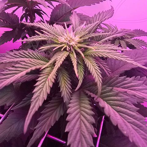 Hans Hanf growlog timeline photo