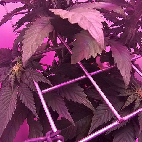 Hans Hanf growlog timeline photo
